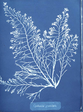 Cystoseira granulata Anna Atkins, 1843