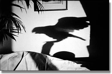 Herve Guibert, L'ombre de l'oiseau, 1982