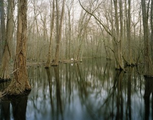 Snuffy in Salkehatchie Swamp, Broxton Bridge Road, Photo by Eliot Dudik