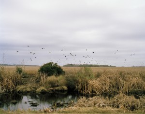 Rouse, Bennetts Point Road, Photo by Eliot Dudik