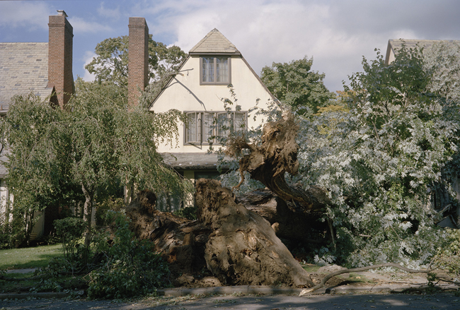 "Uprooted, Queens, NY, 2010" Photo by: Katie Murray