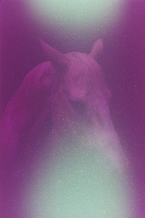 RF-fuckeduphorse2011-2